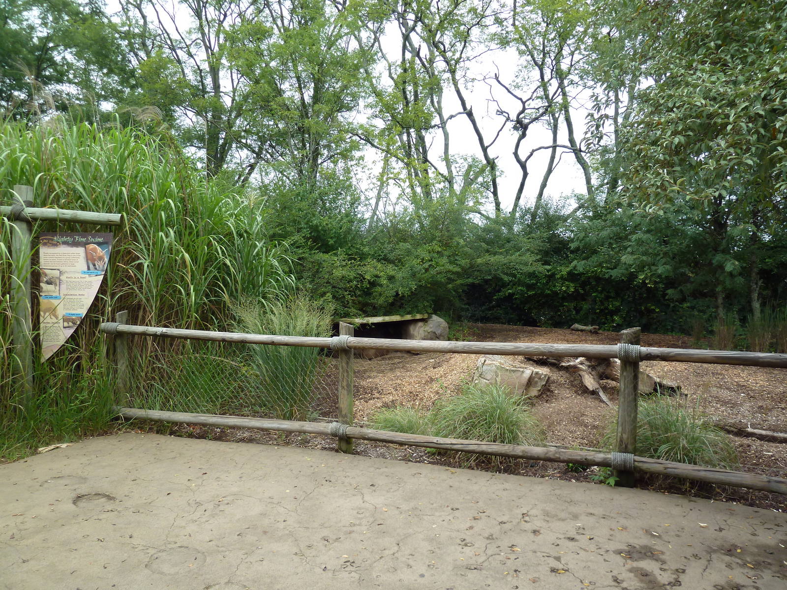 Red River Hog Exhibit