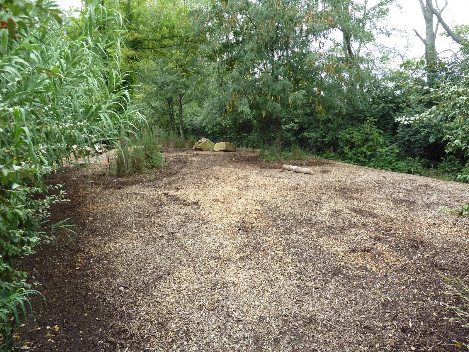 Red River Hog Exhibit