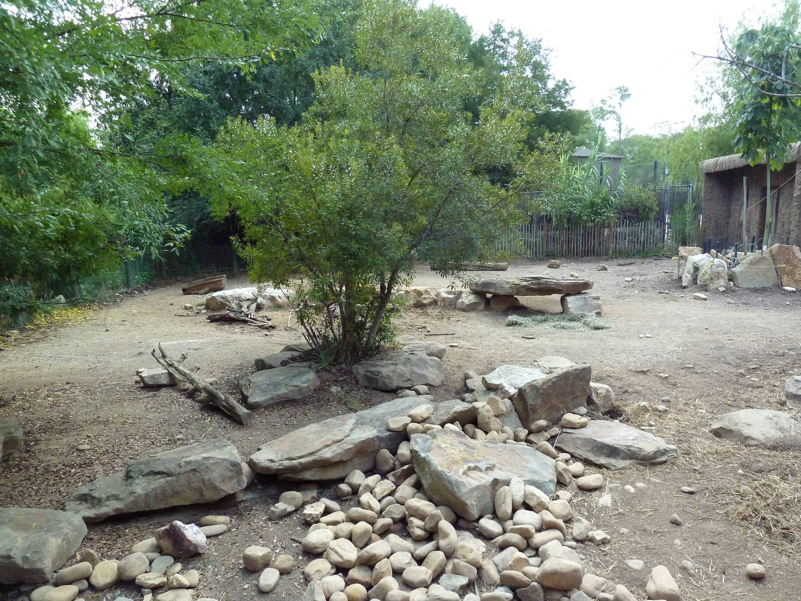 Red River Hog Exhibit