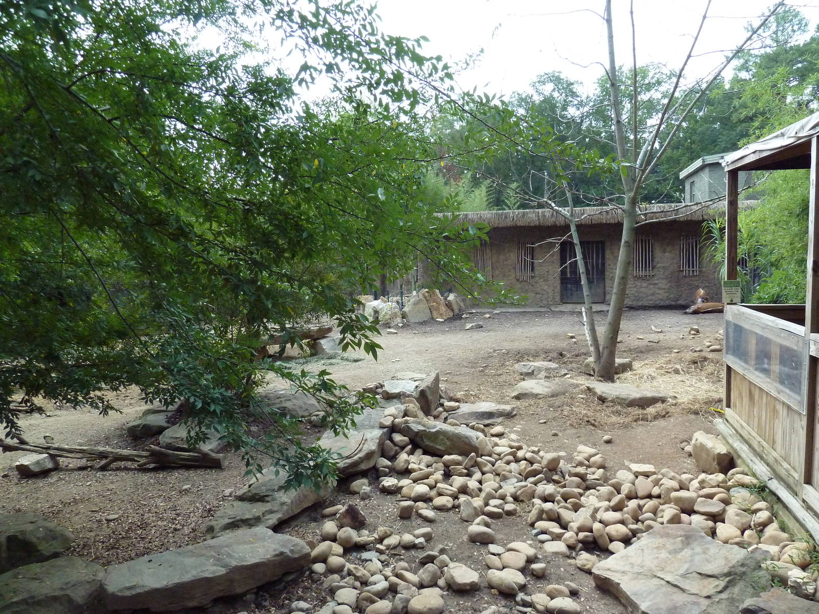 Red River Hog Exhibit