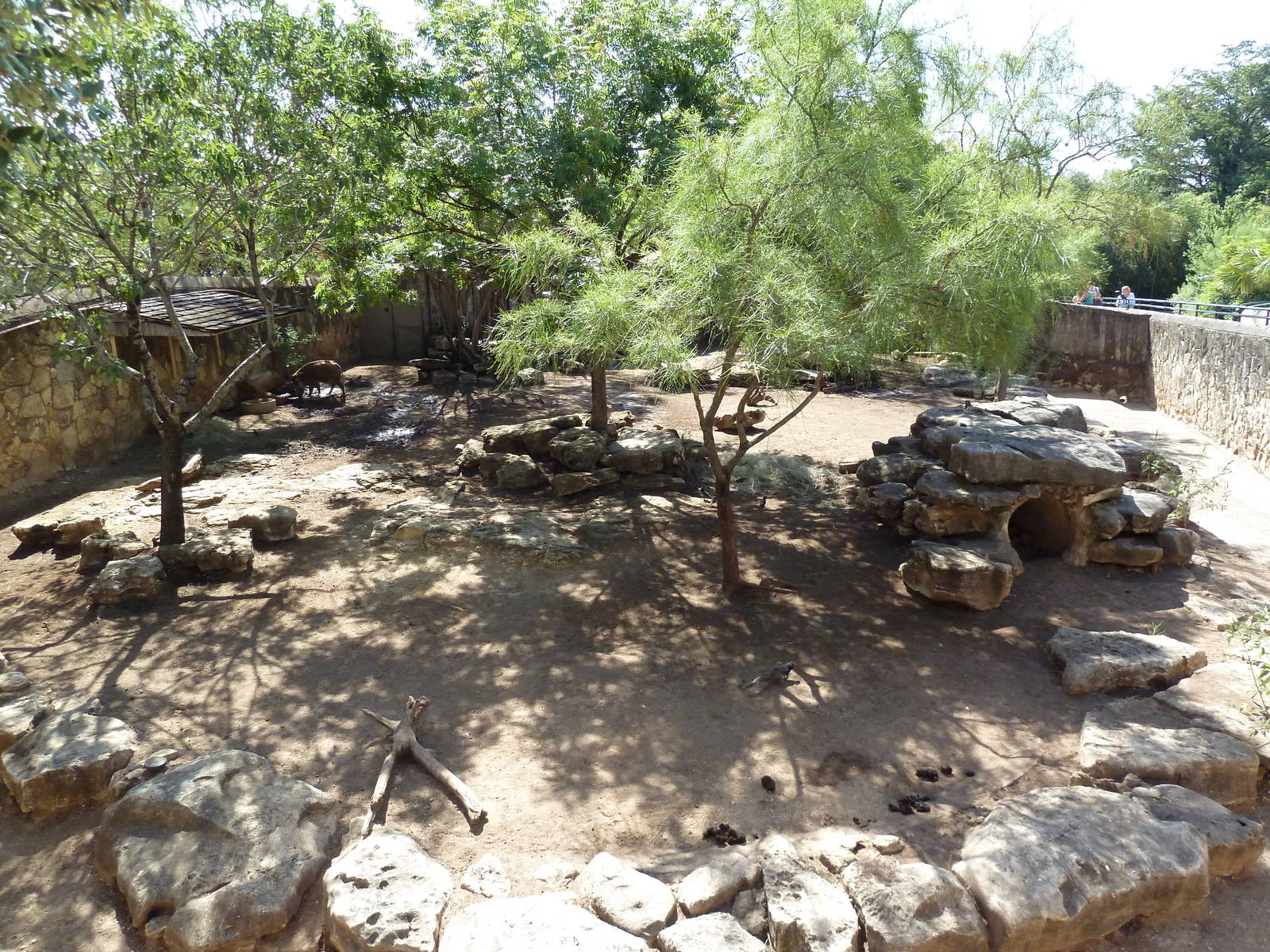 Red River Hog Exhibit