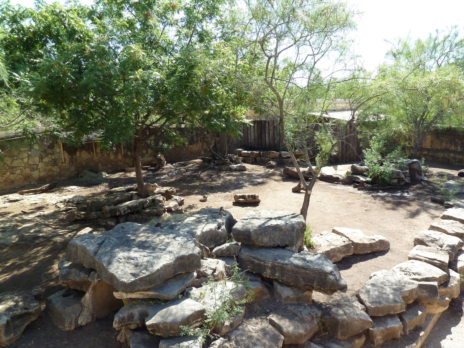Red River Hog Exhibit