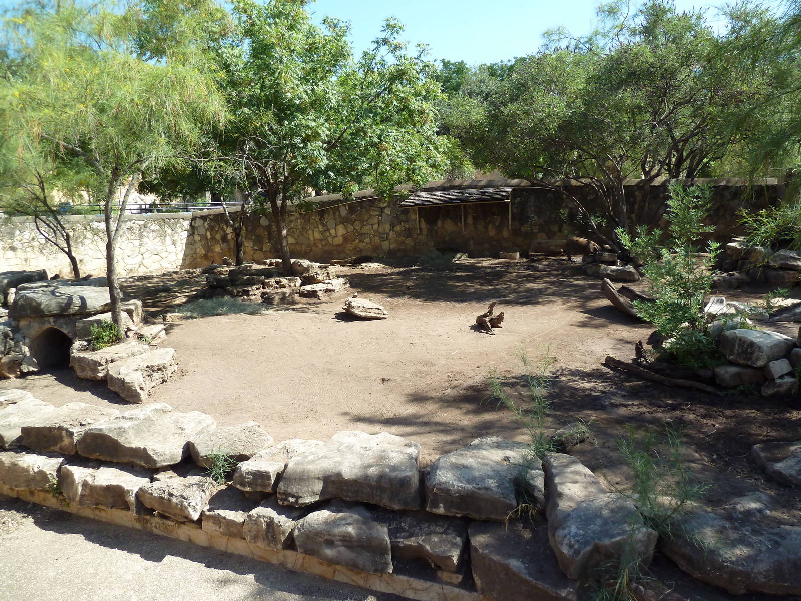 Red River Hog Exhibit