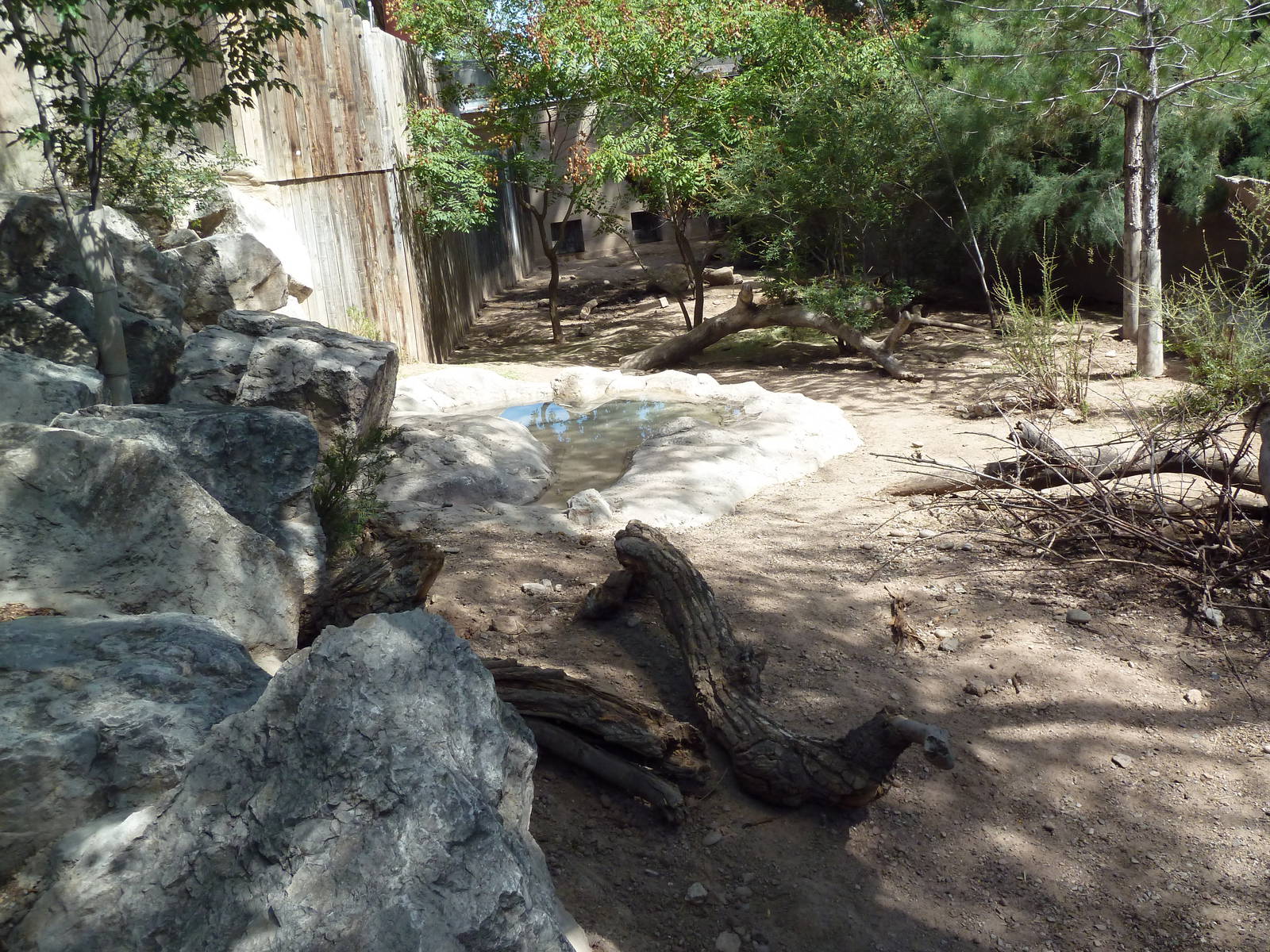 Red River Hog Exhibit