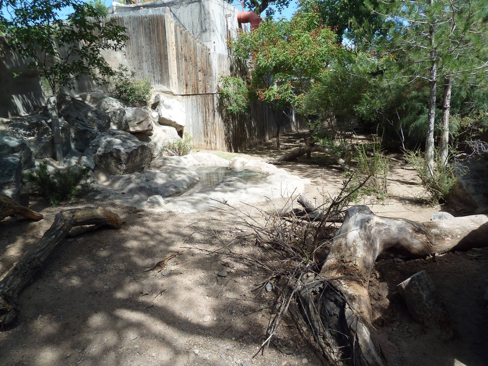 Red River Hog Exhibit