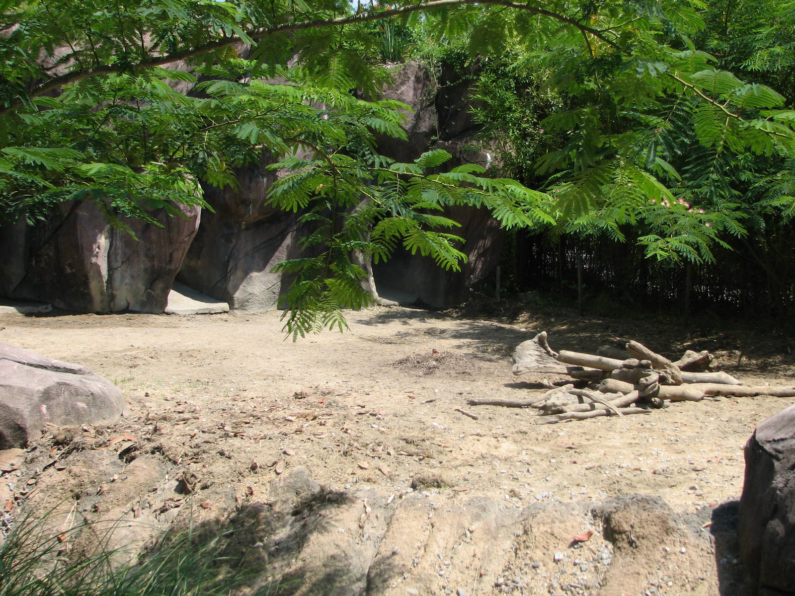 Red River Hog Exhibit