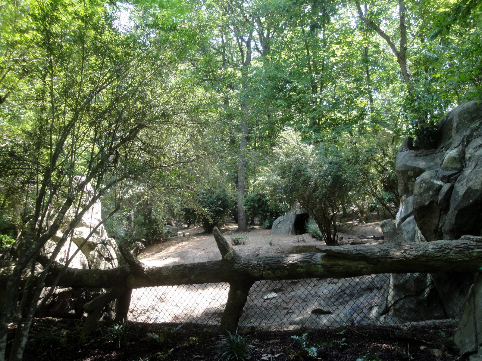 Red River Hog Exhibit