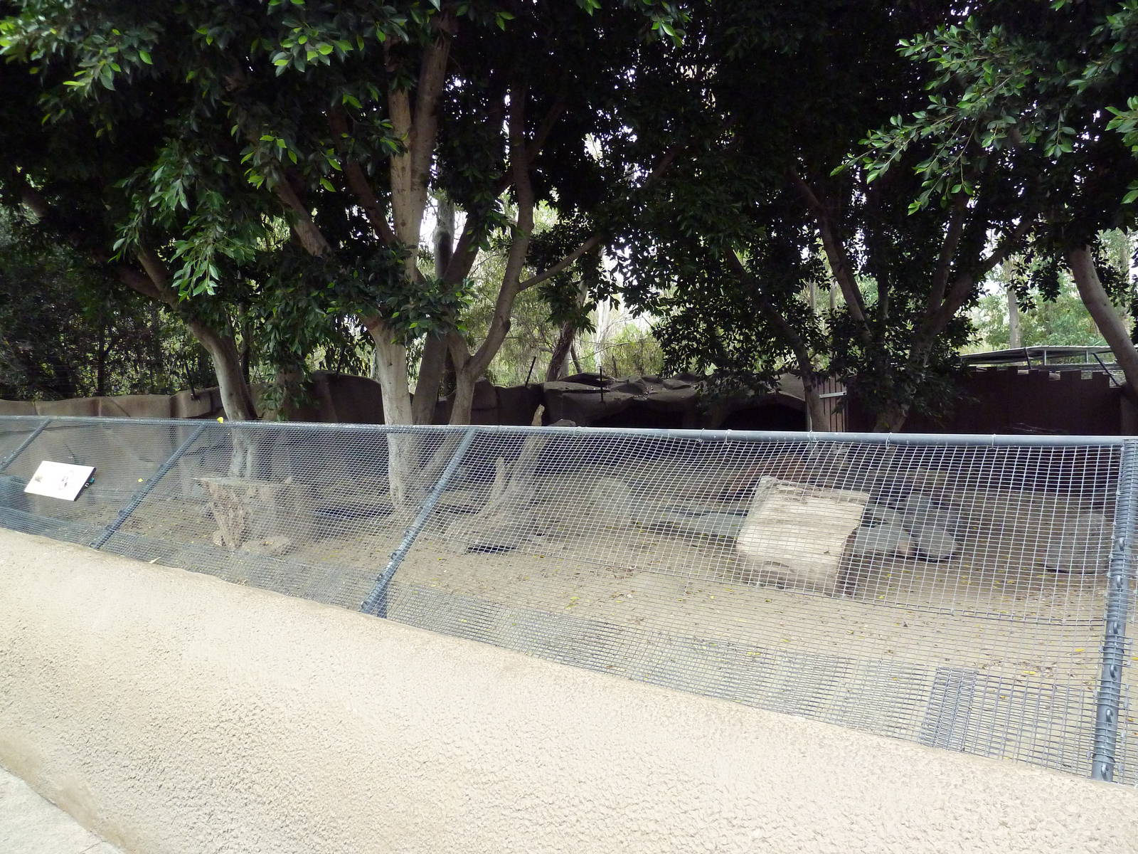 Red River Hog Exhibit