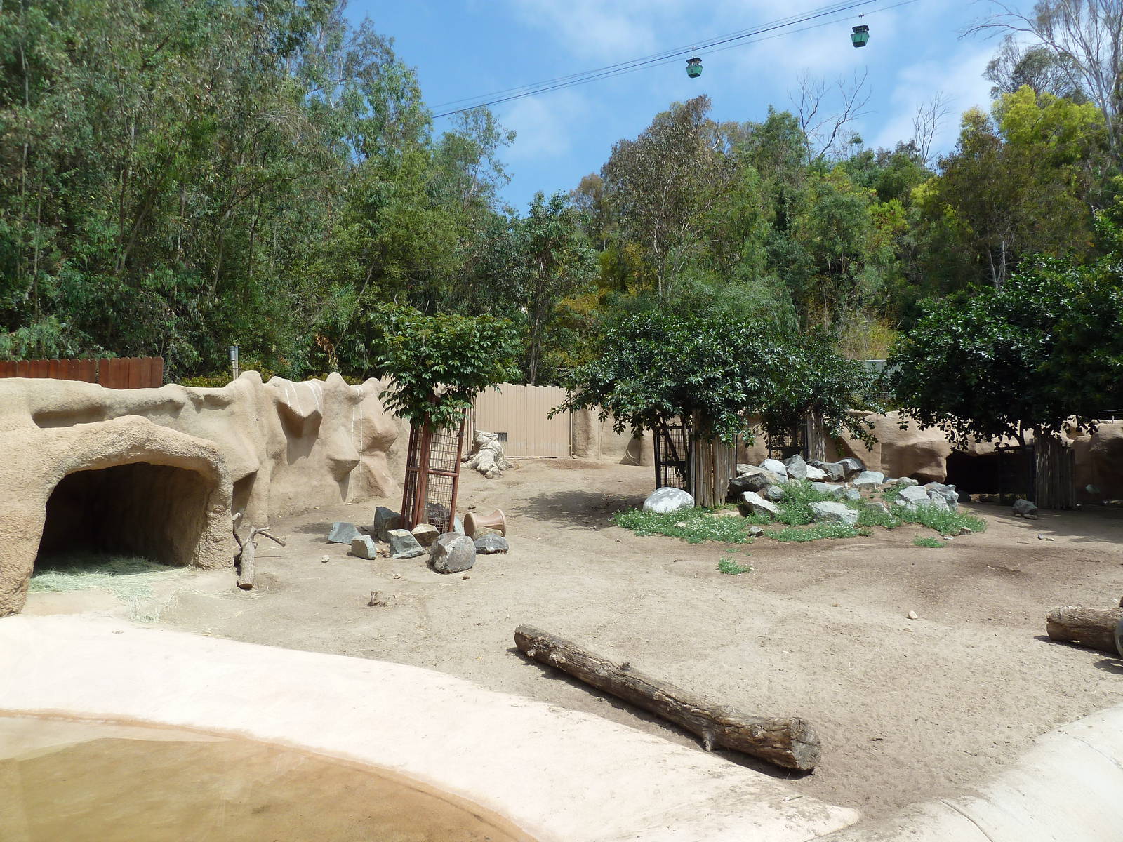 Red River Hog Exhibit