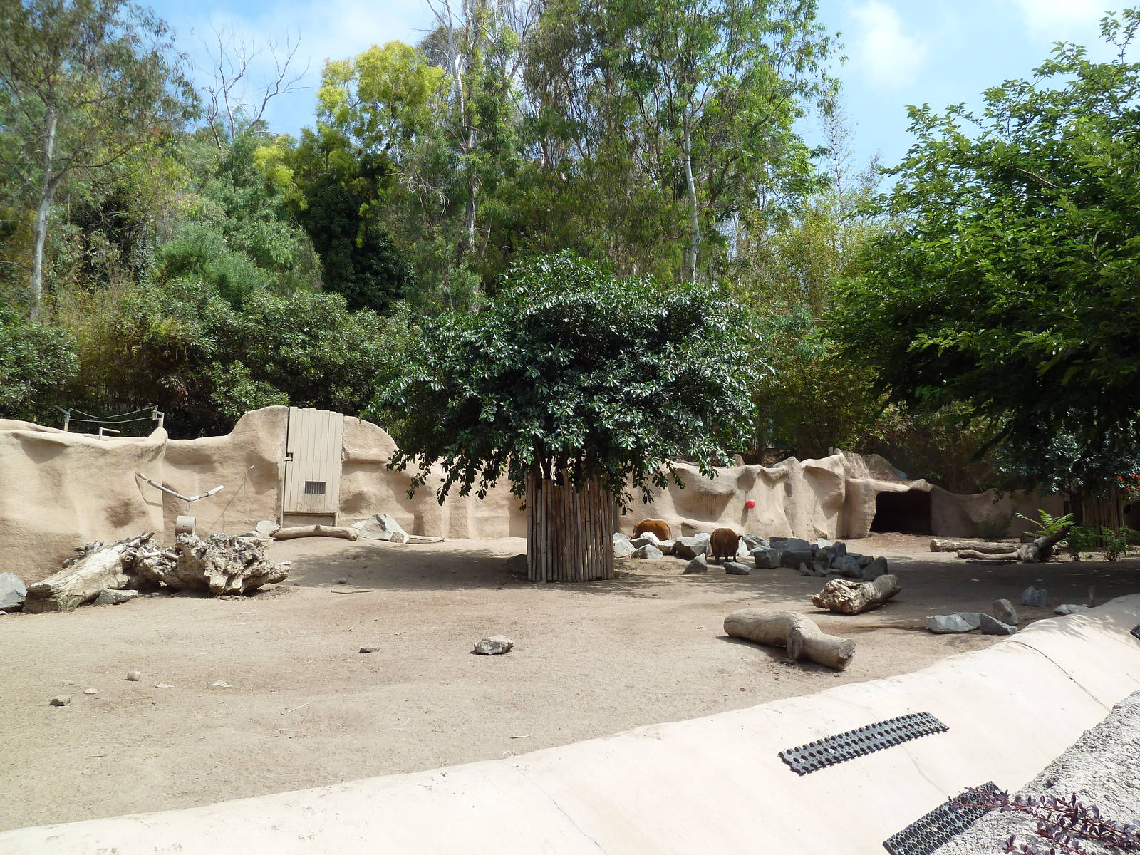 Red River Hog Exhibit