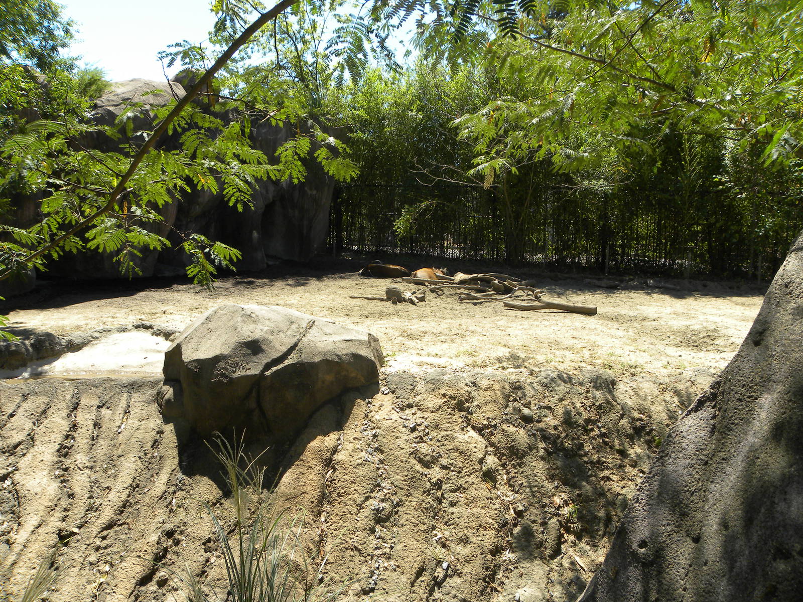 Red River Hog Exhibit