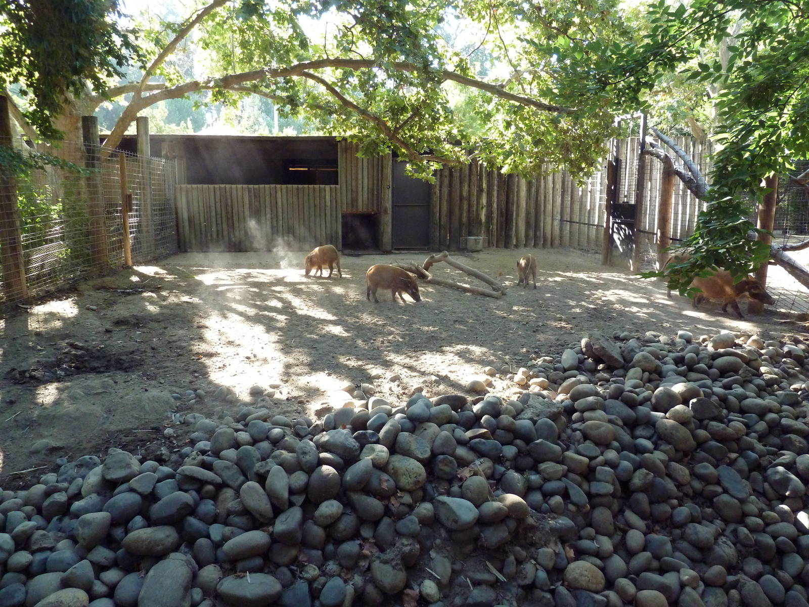Red River Hog Exhibit