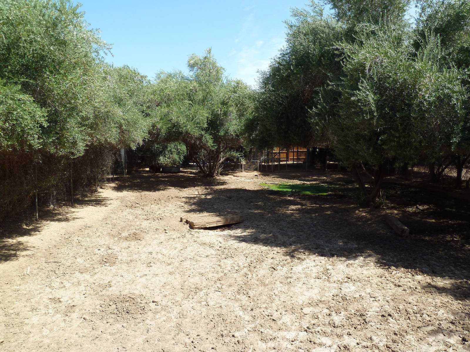 Red River Hog Exhibit