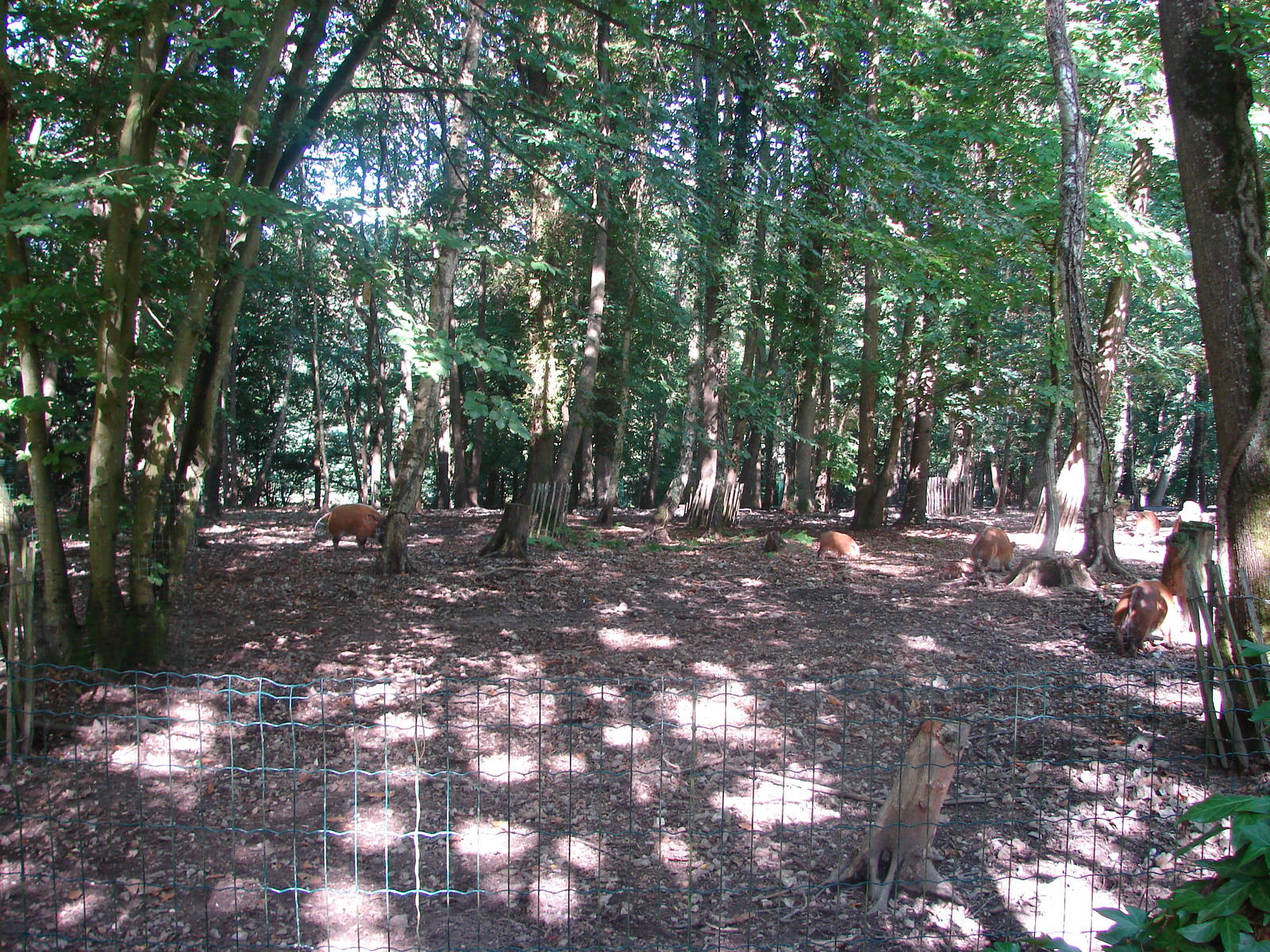 Red river hog exhibit