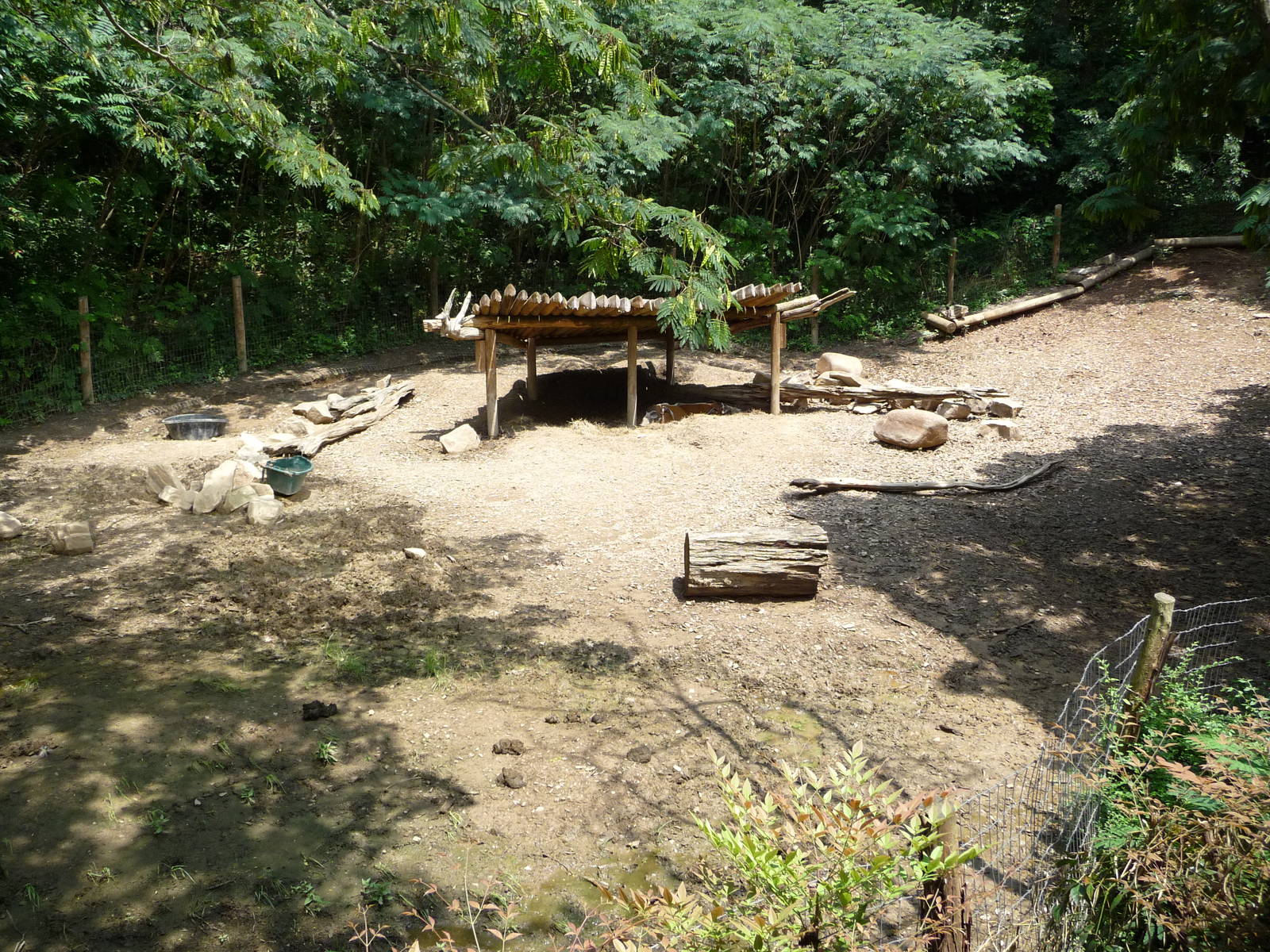 Red River Hog Exhibit