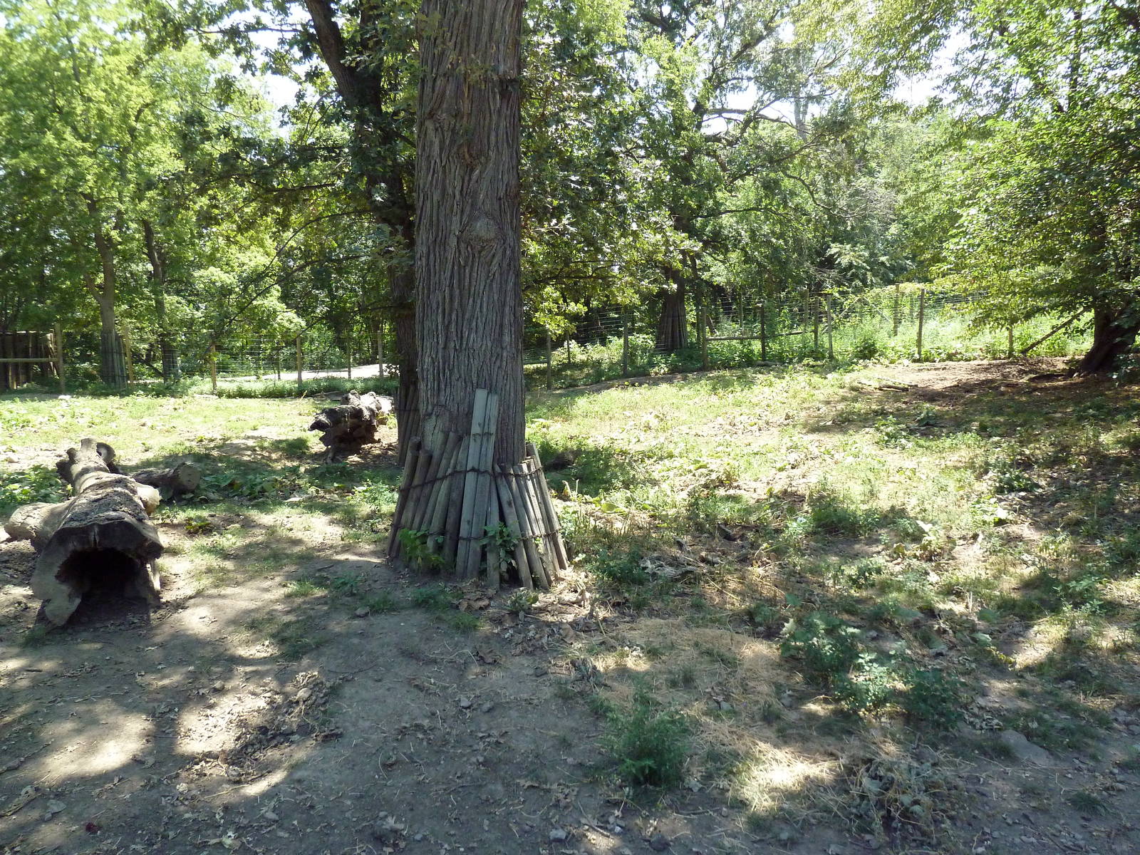 Red River Hog Exhibit