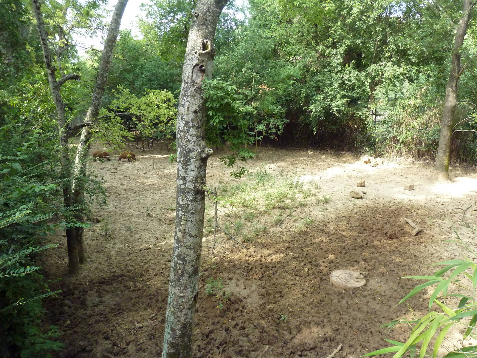 Red River Hog Exhibit