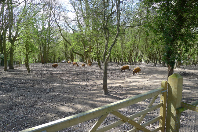 red river hog exhibit