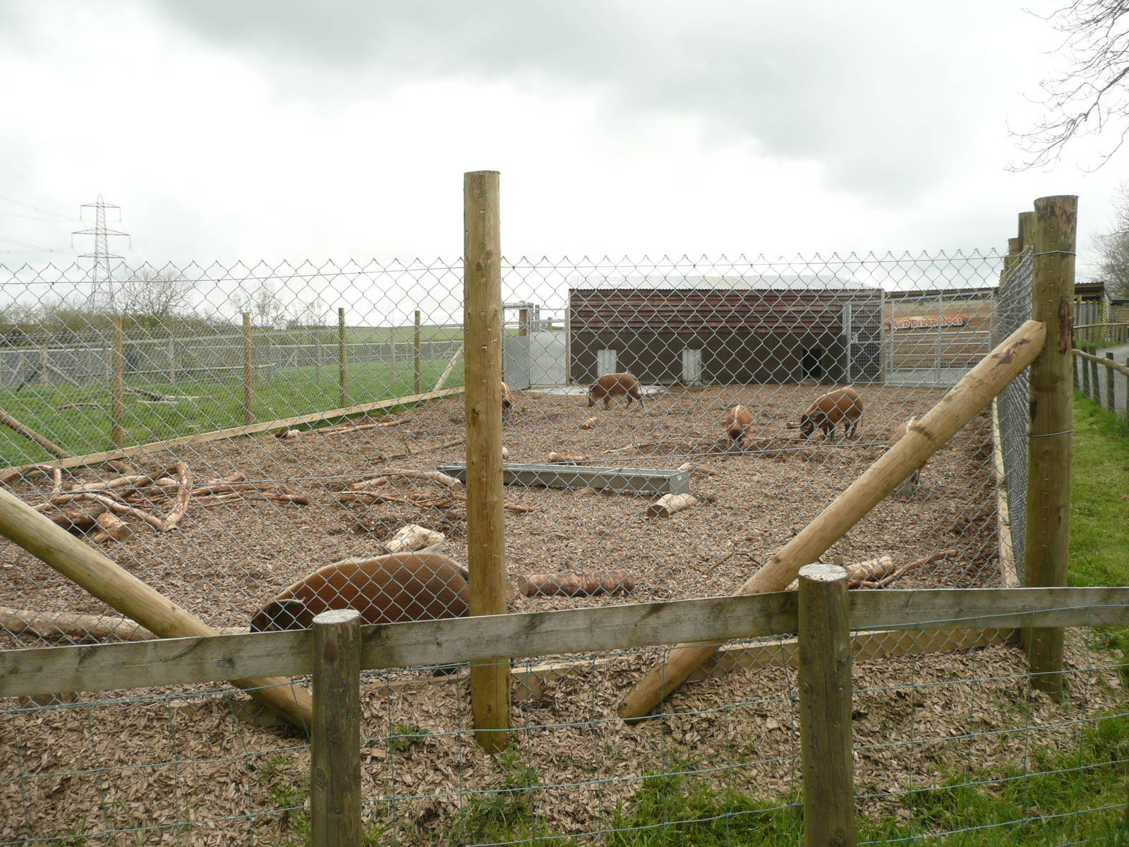 Red River Hog exhibit
