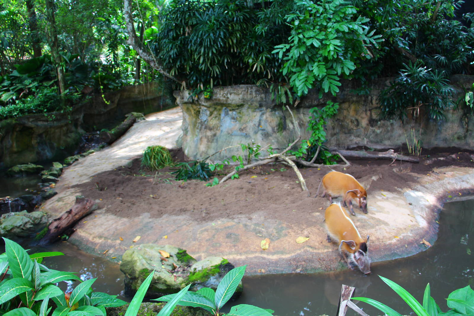 Red River Hog exhibit