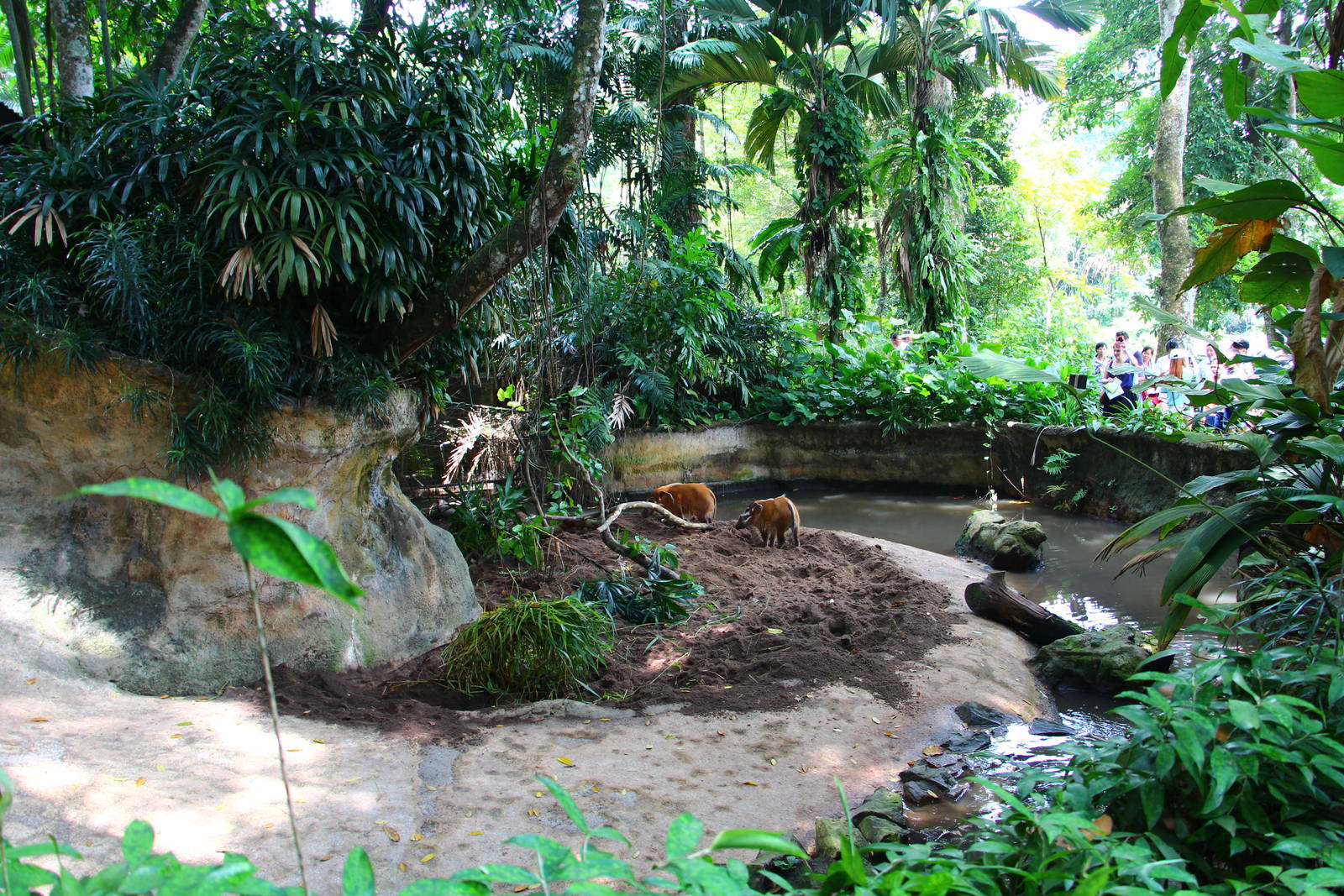 Red River Hog exhibit