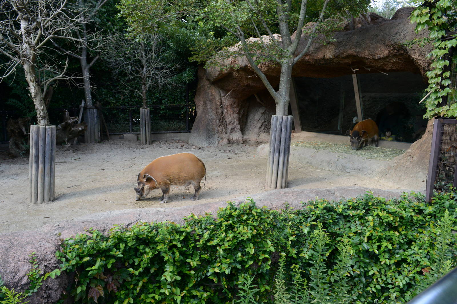 Red river hog exhibit