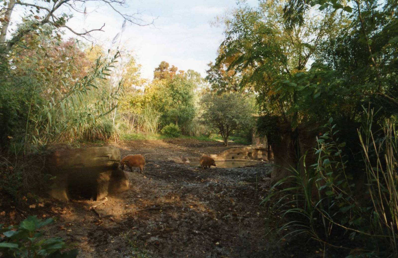 Red River hog Exhibit