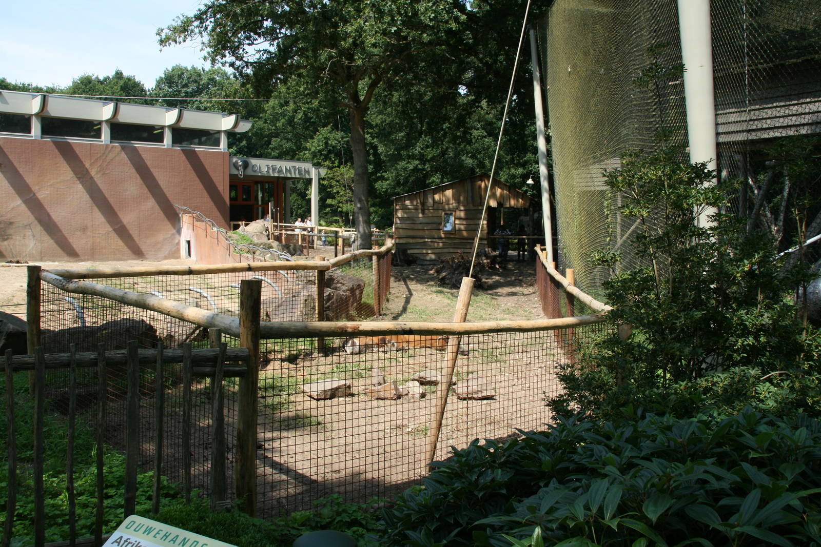 Red river hog exhibit