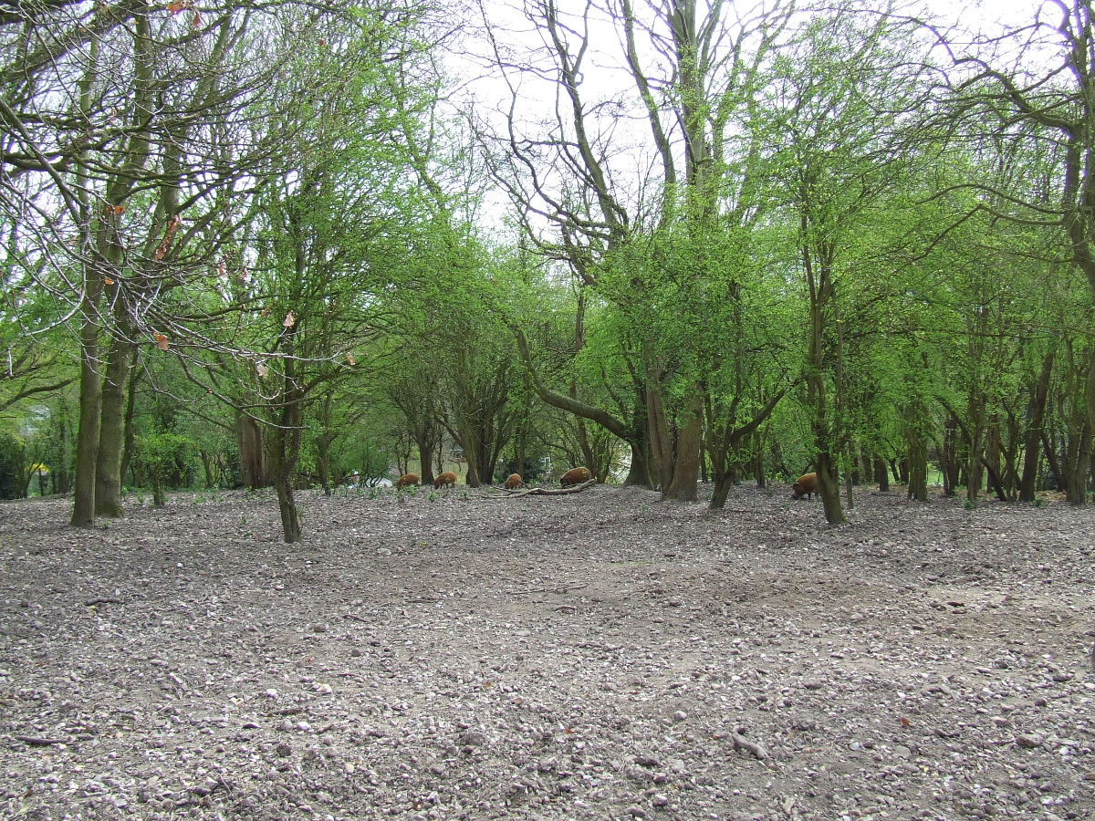 Red River Hog exhibit