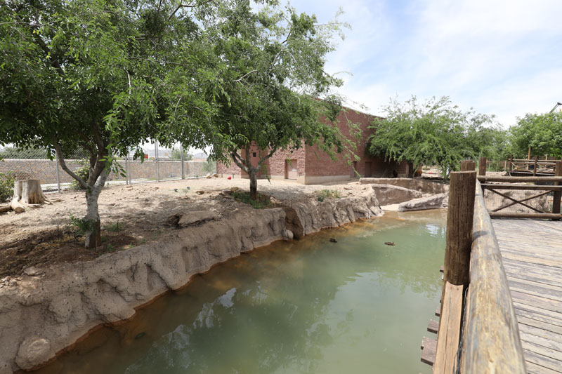red river hog exhibit