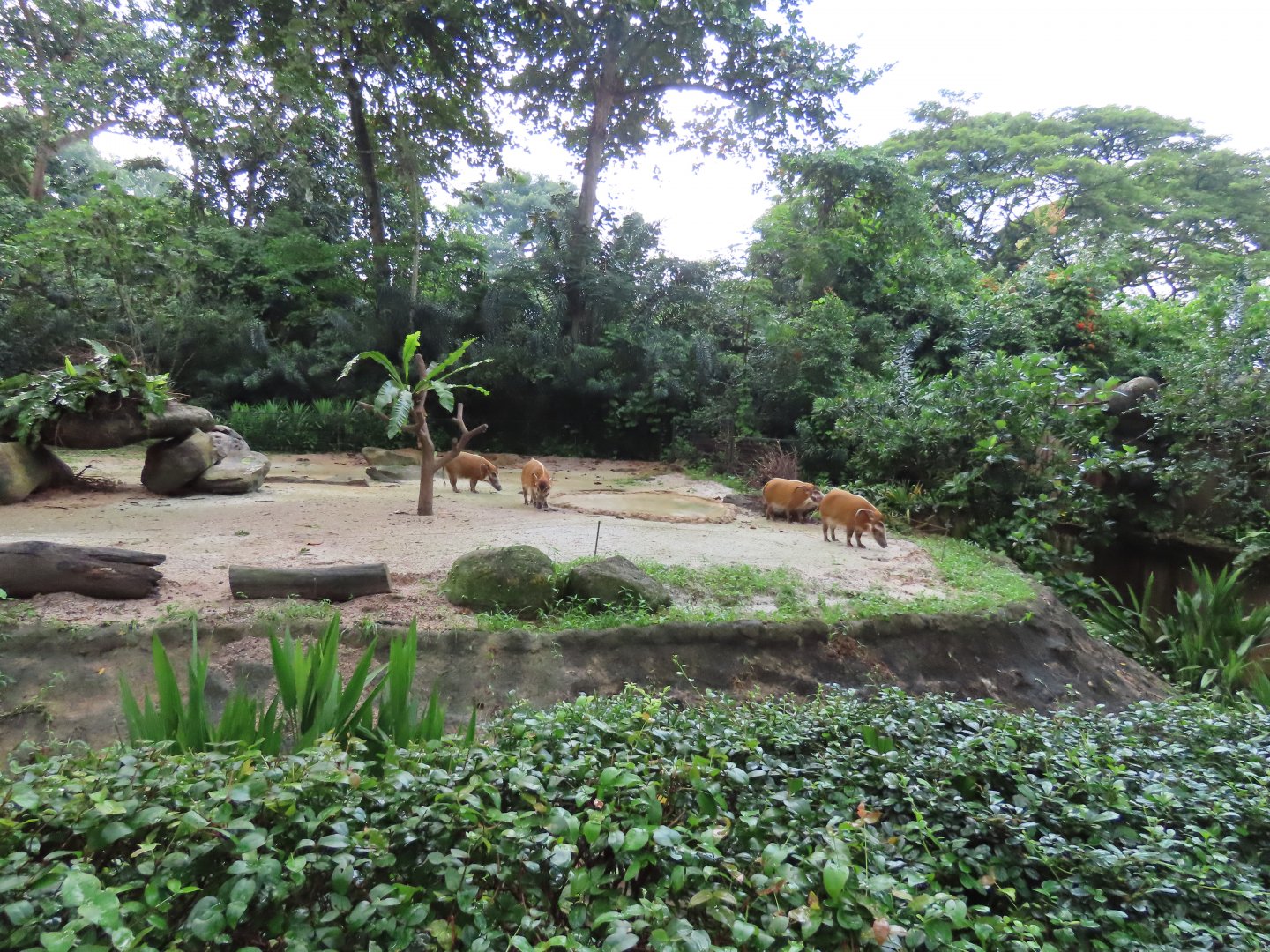 Red river hog exhibit