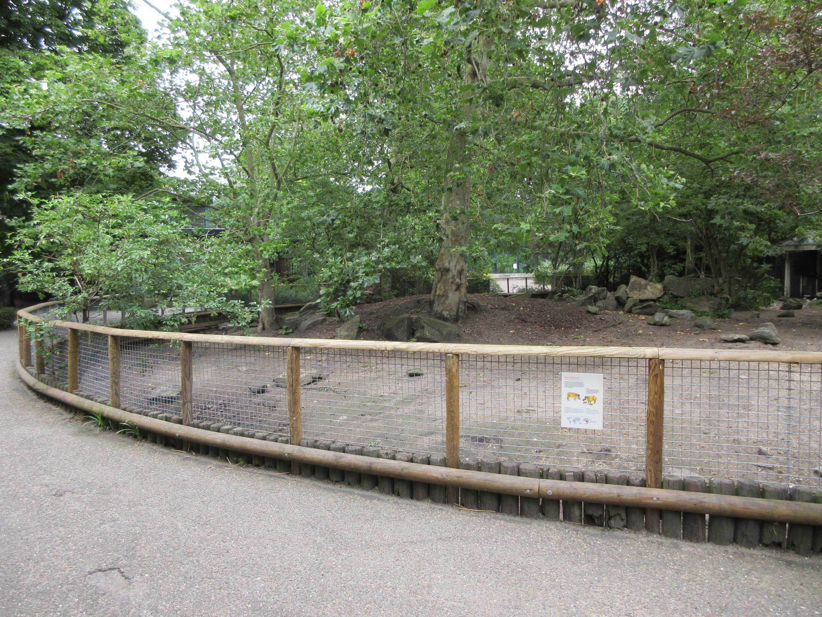 Red River Hog Exhibit