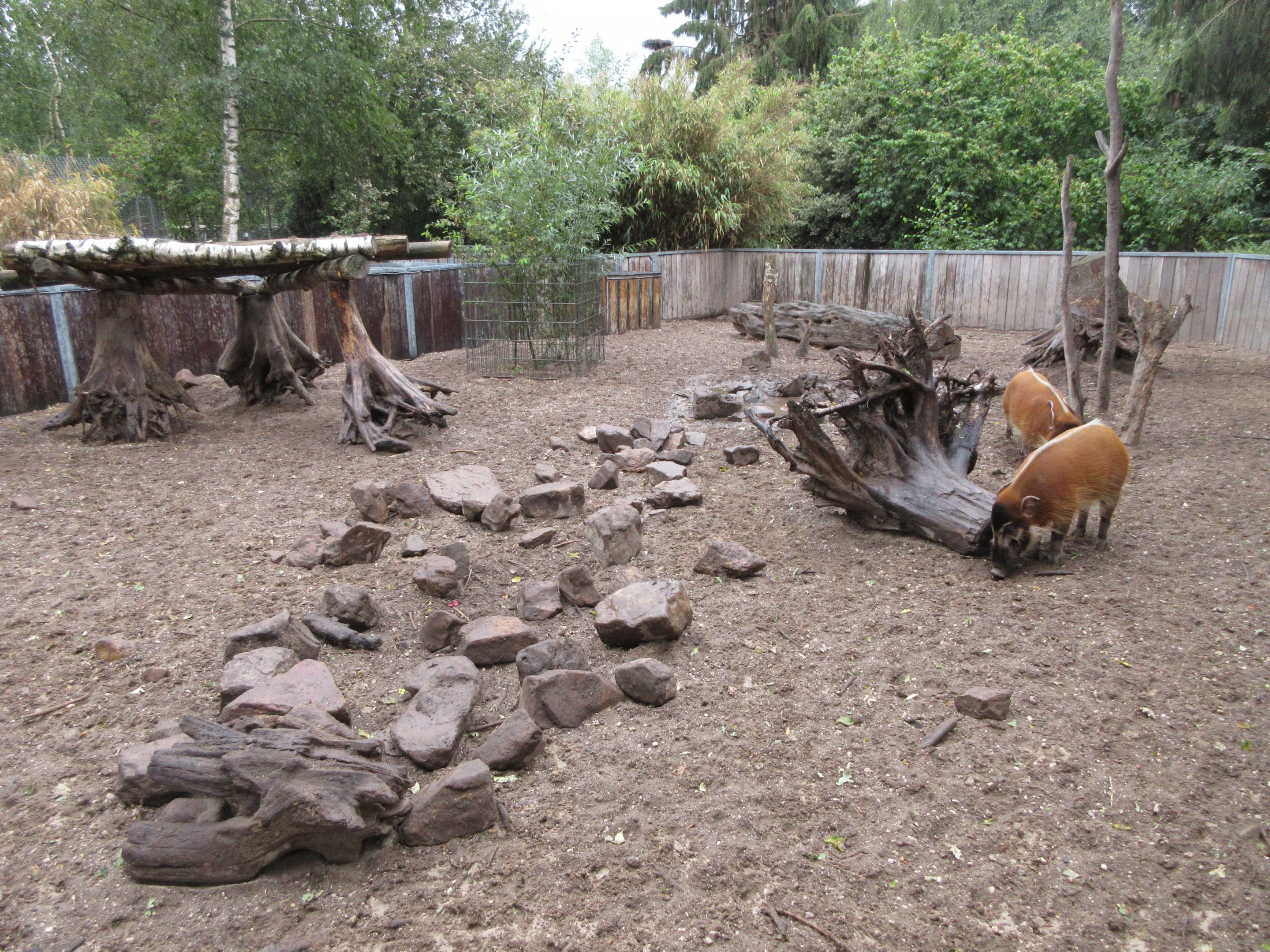 Red River Hog Exhibit