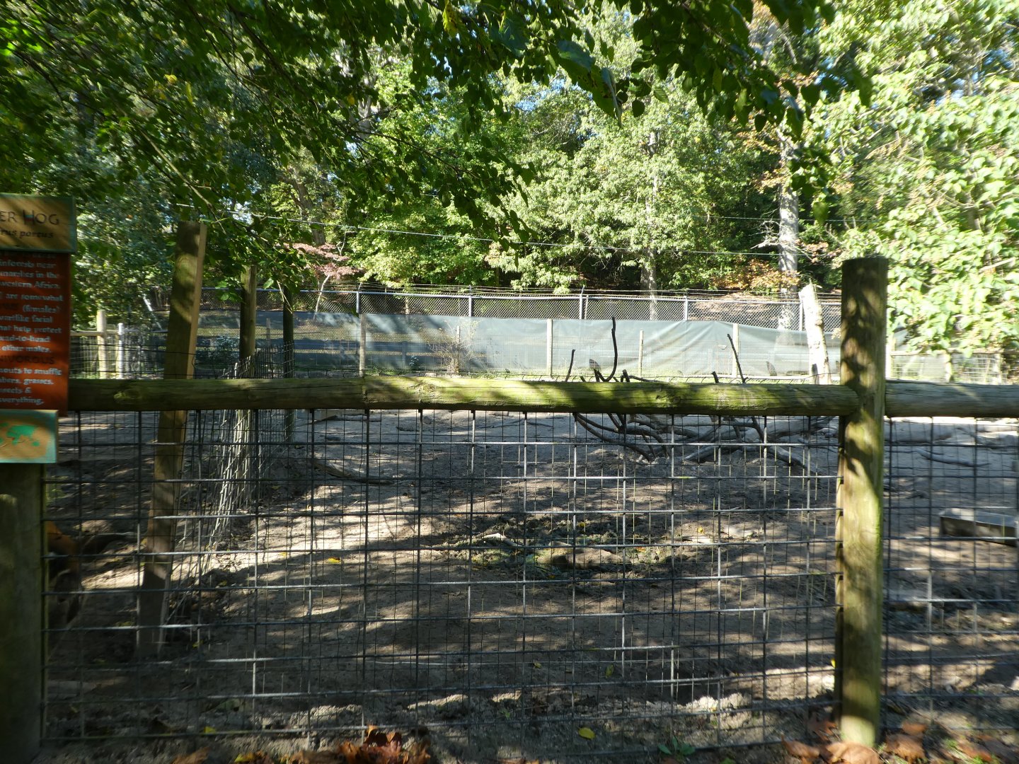 Red River Hog Exhibit