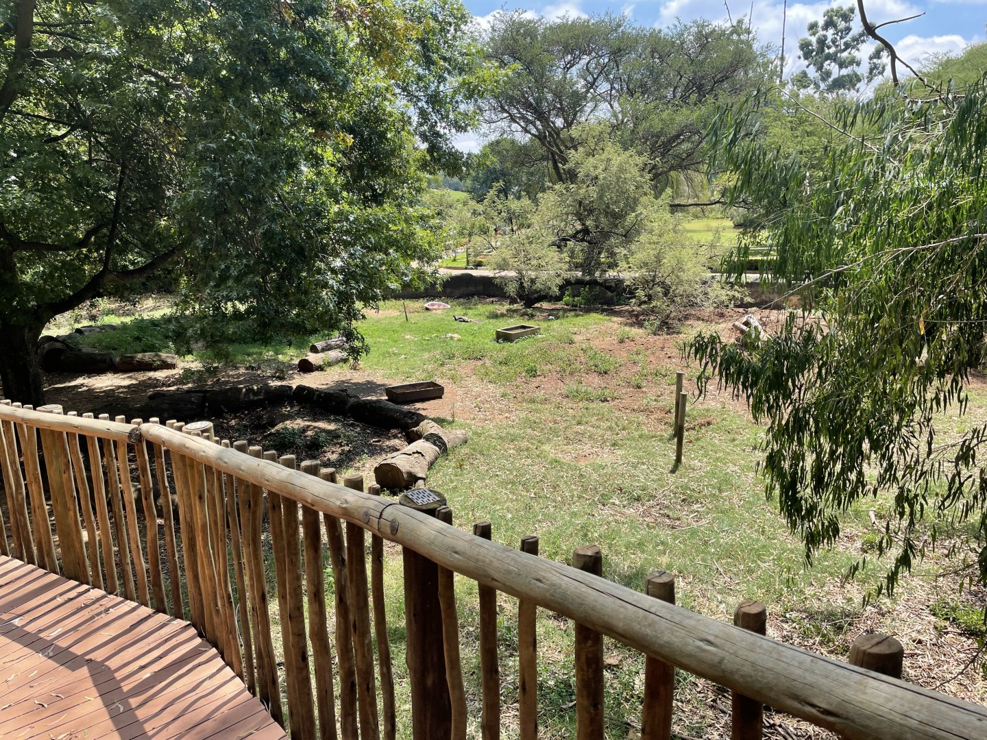 Red river Hog Exhibit