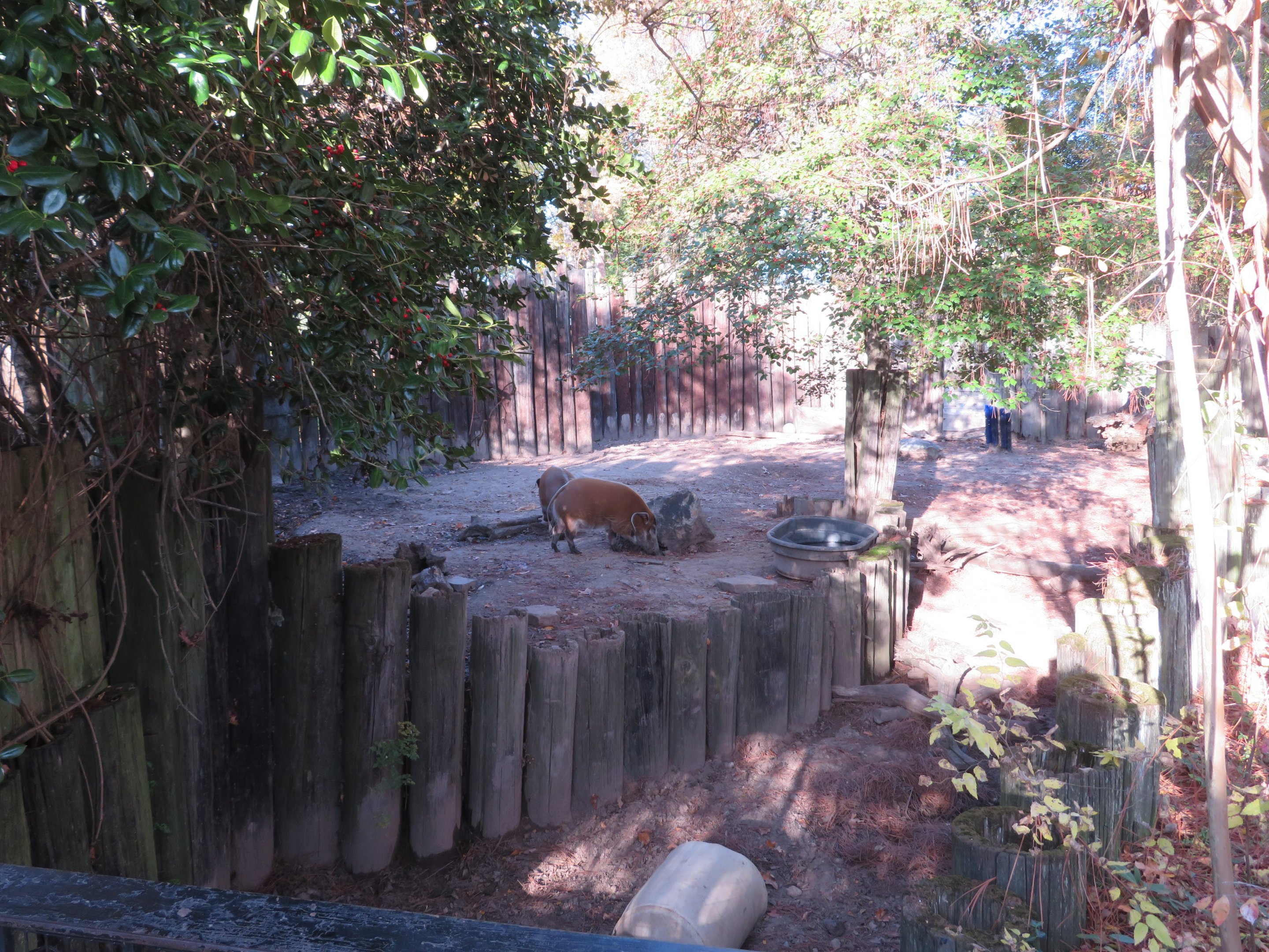 Red River Hog Exhibit