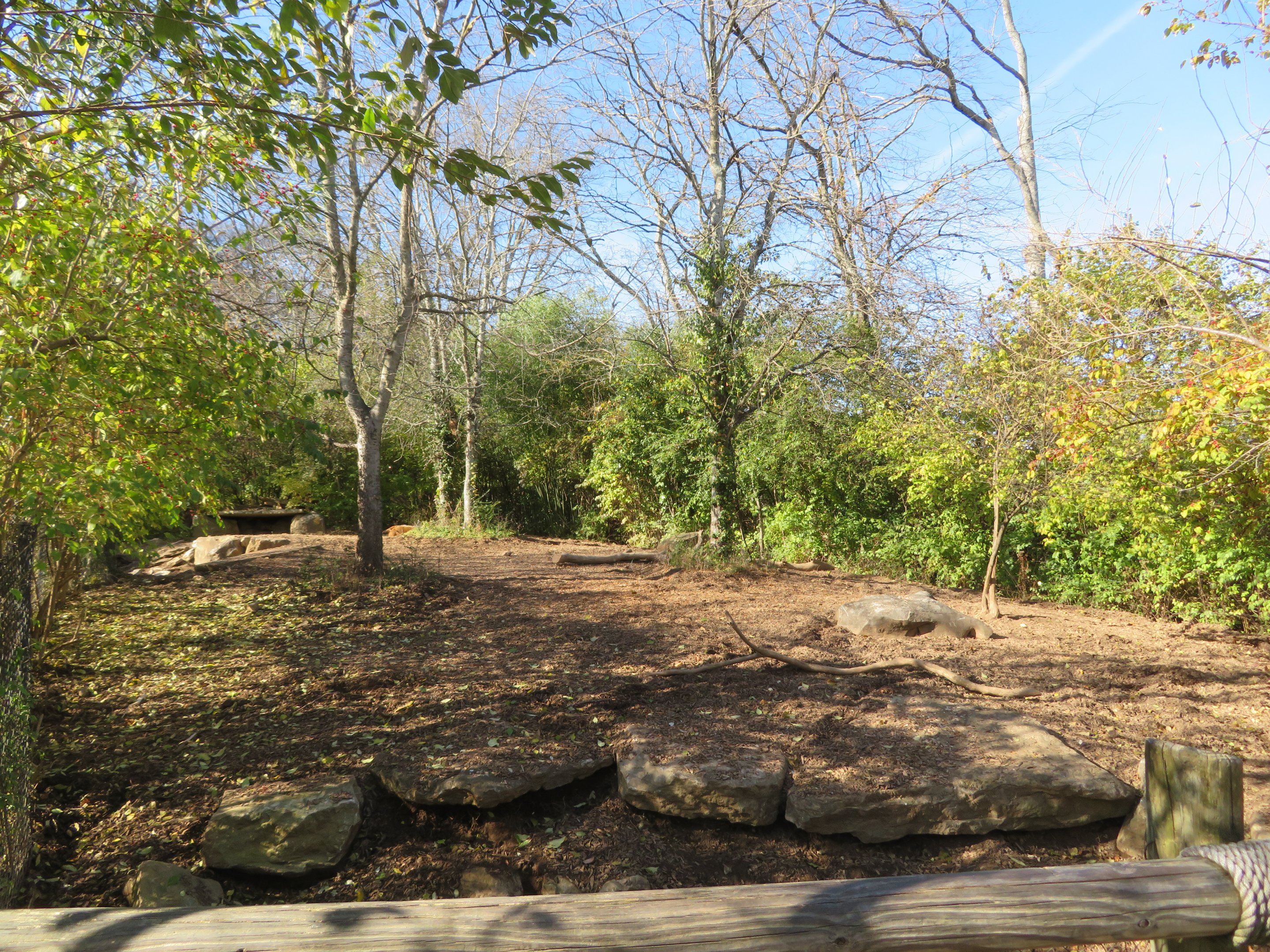 Red River Hog Exhibit