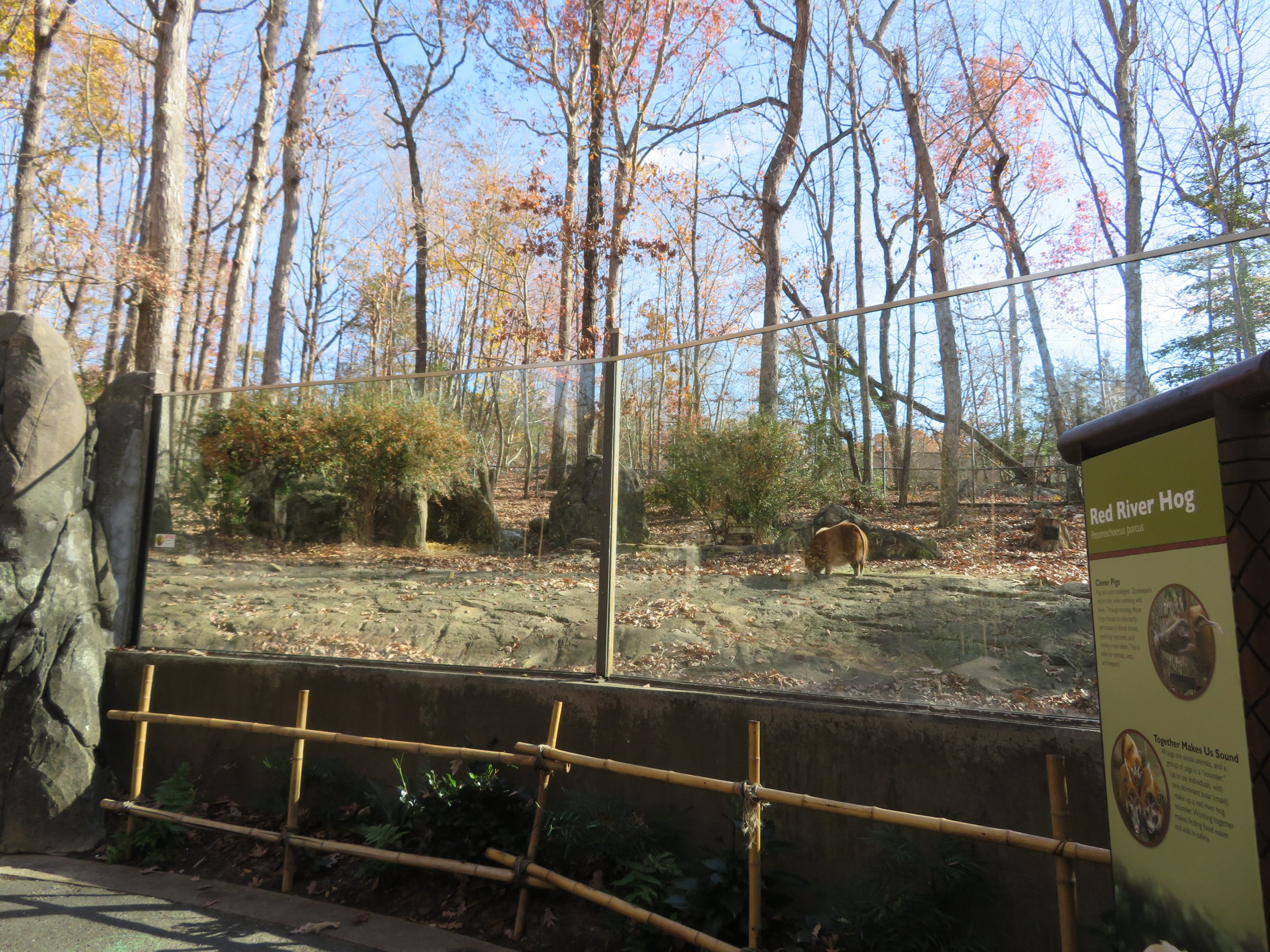 Red River Hog Exhibit