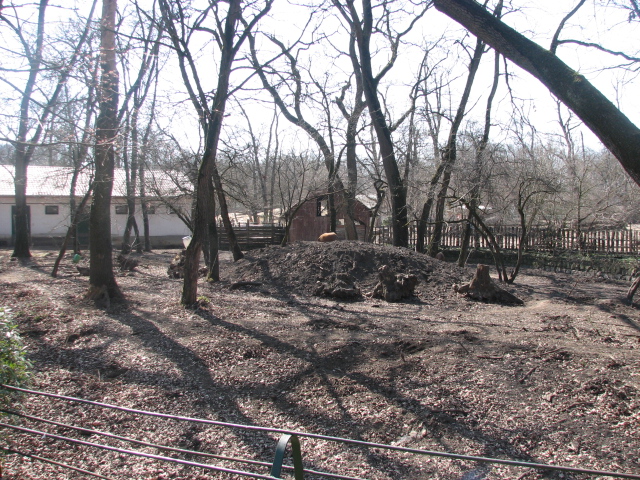 Red river hog exhibit