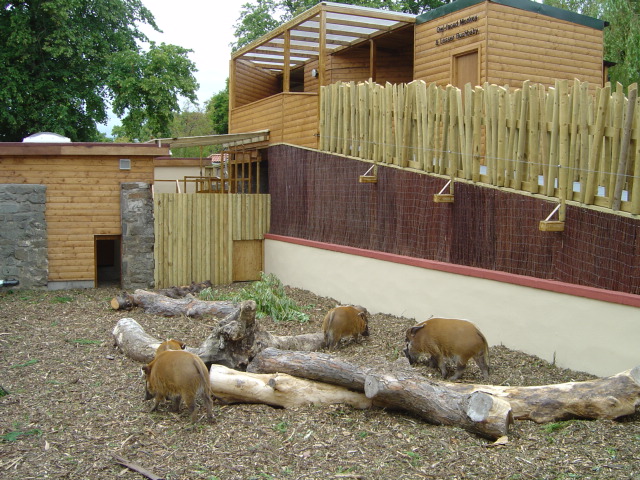 Red River Hog Exhibit