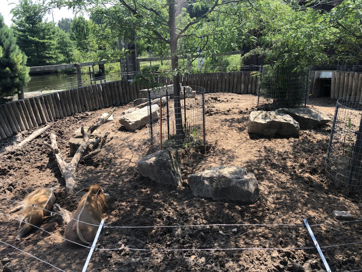 Red River Hog Exhibit