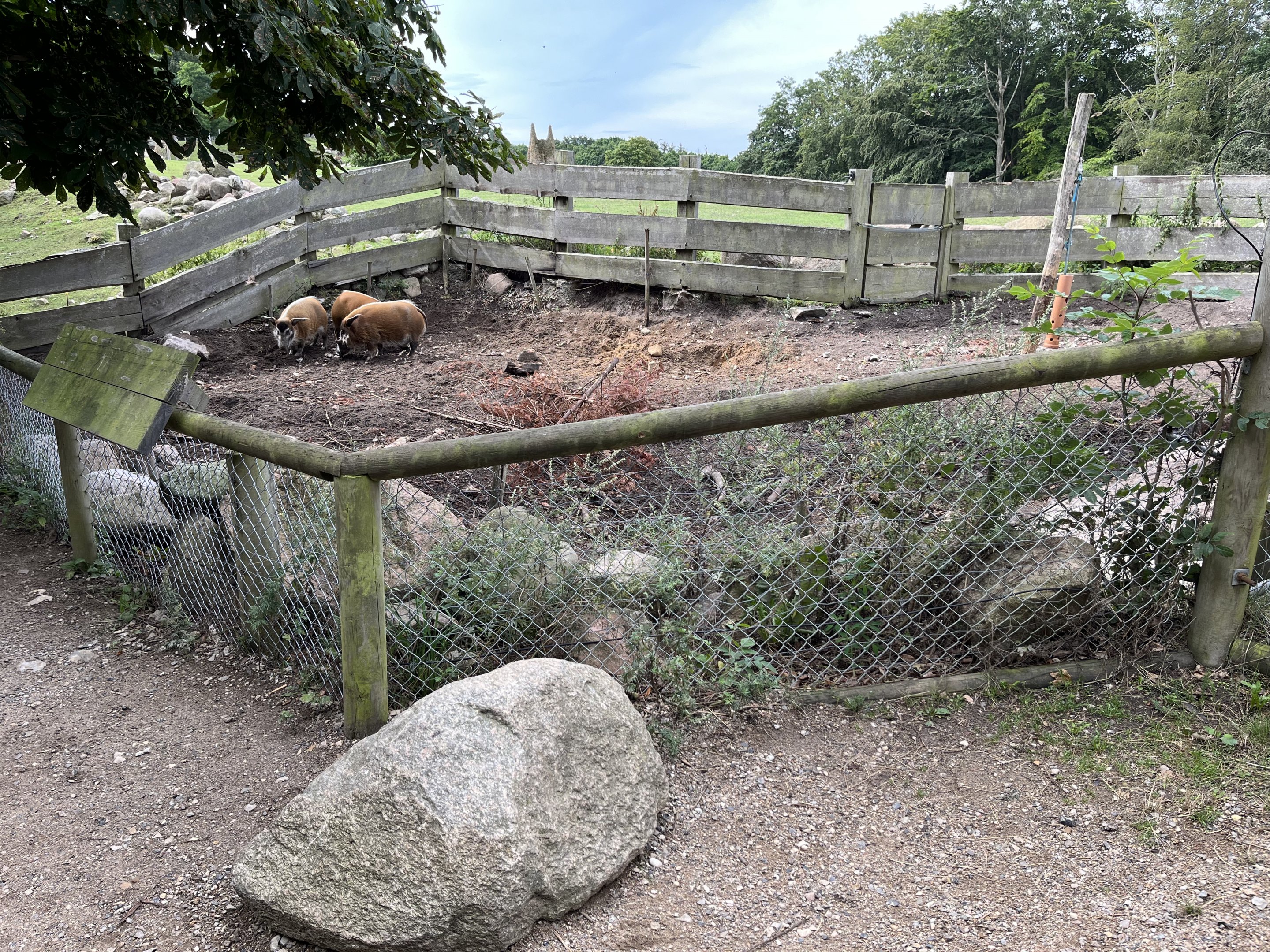 Red River Hog Exhibit