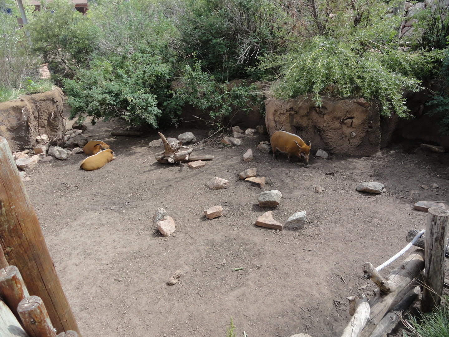 Red River Hog Exhibit