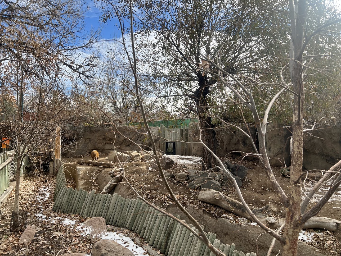 Red River Hog Exhibit
