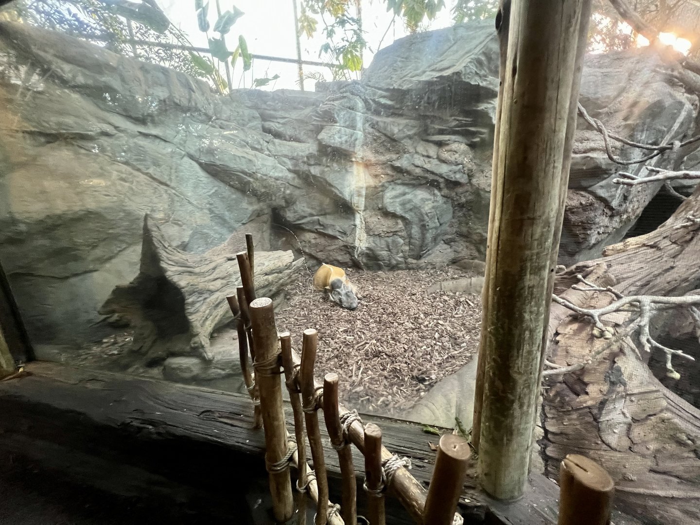 Red River Hog Exhibit
