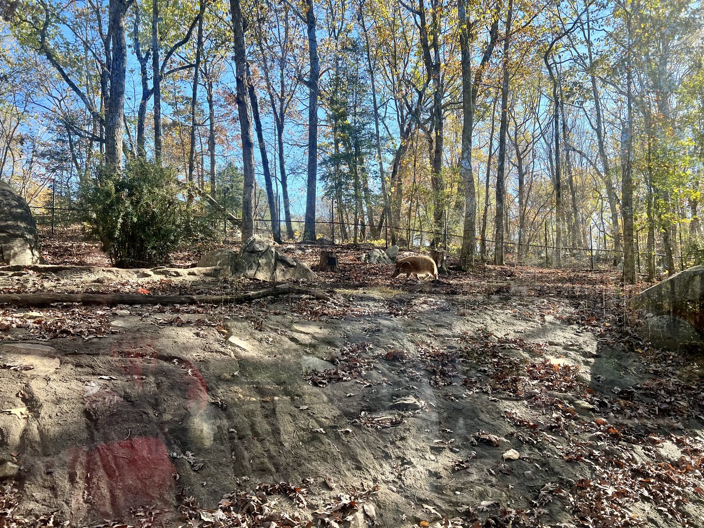 Red River Hog Exhibit