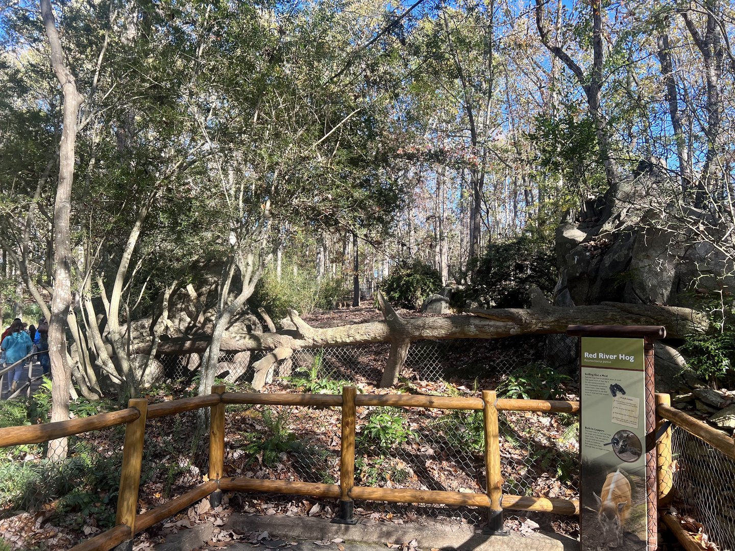 Red River Hog Exhibit