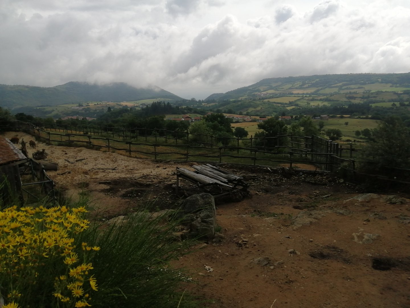 Red river hog exhibit