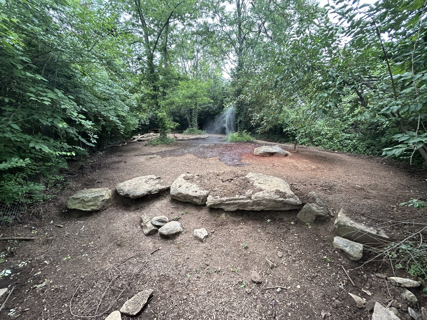 Red River Hog Exhibit