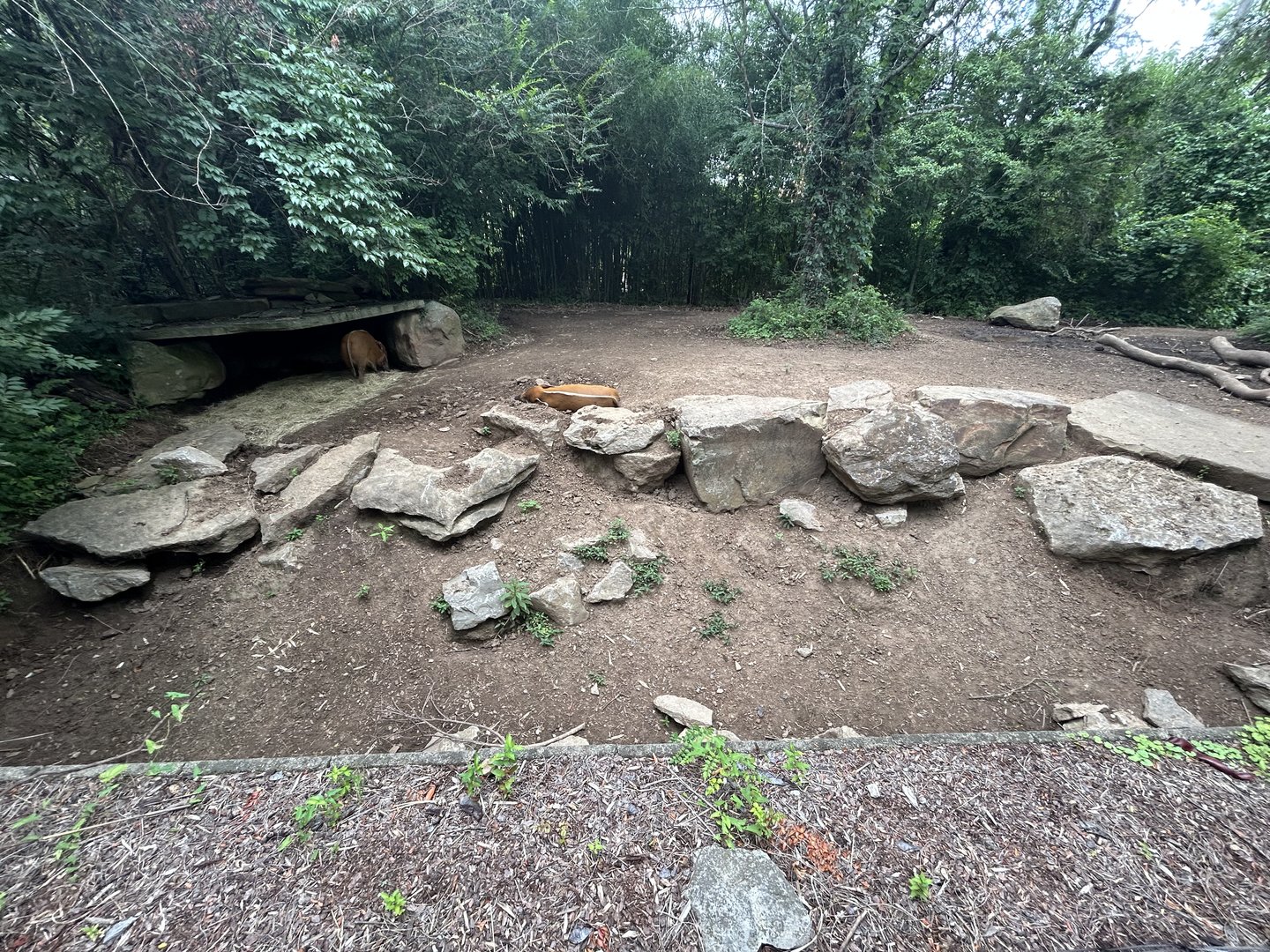 Red River Hog Exhibit